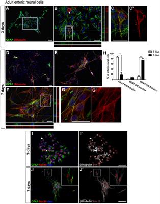 Laminin and Environmental Cues Act in the Inhibition of the Neuronal Differentiation of Enteric Glia in vitro